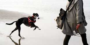 Ein lehrreicher Workshop für Besitzer von ganz besonderen Hunden – Windhund und Podenco