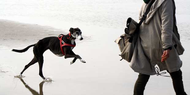 Die Genetik von Windhund und Podenco ist eine Herausforderung für jeden Halter dieser Rassen