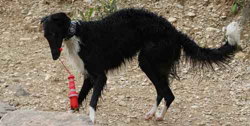 Windhunde im Urlaub brauchen eine extra Ration Futter