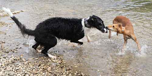 Wenn Windhunde spielen geht es darum, wer besser ist