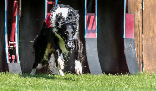 Online-Seminar Windhund-Rennsport
