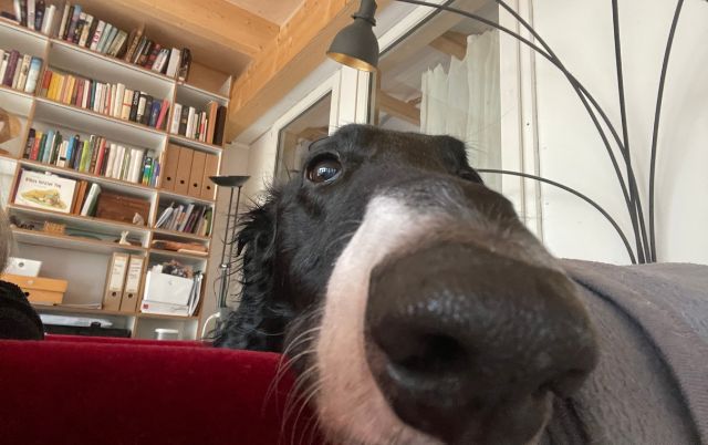 Coaching für Besitzer von Windhunden