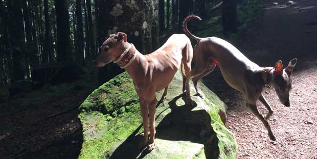 Praxiskurs Leinenführigkeit Windhund & Podenco